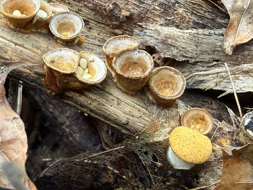 common bird's nest fungus