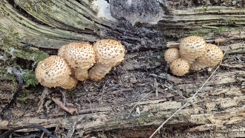Sharp-scaly Pholiota