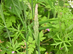 Holcus lanatus, photograph (c) Susan Marley, some rights reserved (CC BY)