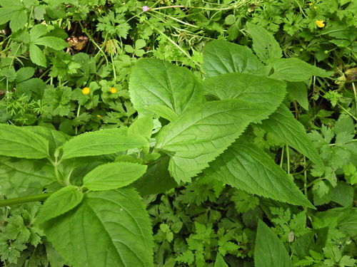 Scrophularia nodosa, photograph 6