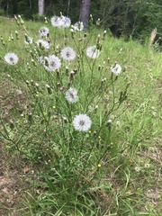 Hypochaeris chillensis