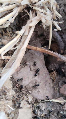 Barbary Harvester Ant