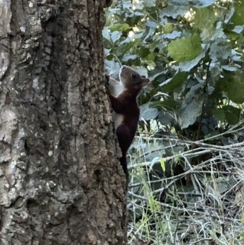 Eurasian Red Squirrel