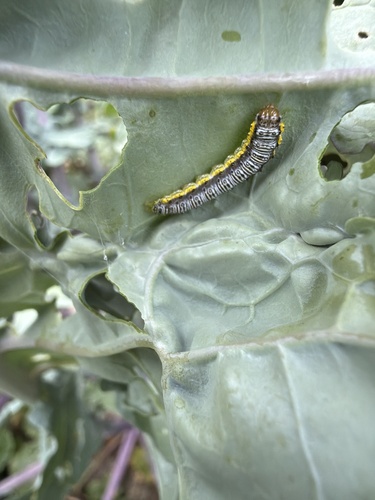 Cross-striped Cabbageworm Moth