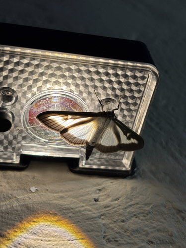 Box Tree Moth