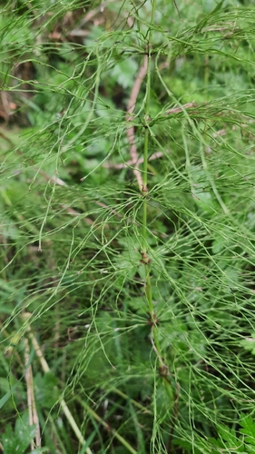 wood horsetail