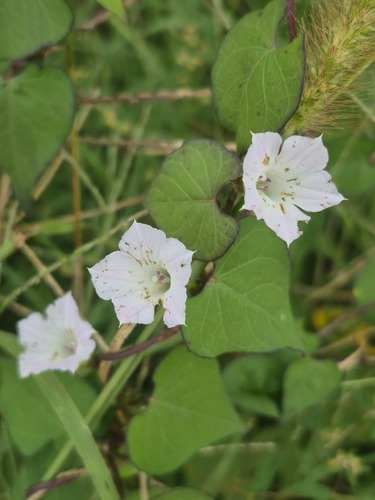 White Morning-glory