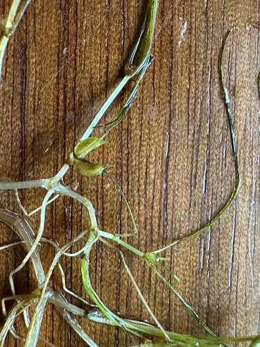 Horned Pondweed