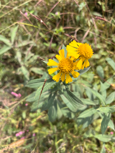 common sneezeweed