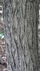 Juglans cinerea