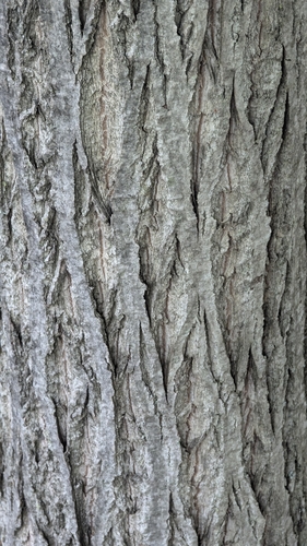 Juglans cinerea, photograph 2