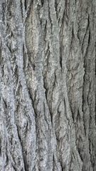 Juglans cinerea, photograph (c) treelogical, some rights reserved (CC BY)