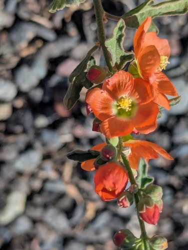 Sphaeralcea fendleri, photograph 1