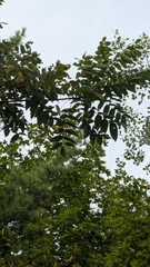 Juglans cinerea, photograph (c) treelogical, some rights reserved (CC BY)