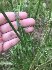 Hypochaeris chillensis
