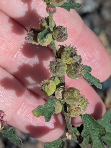 Sphaeralcea fendleri, photograph 2