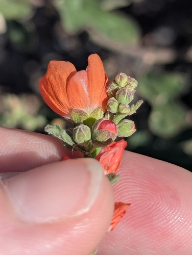 Sphaeralcea fendleri, photograph 3