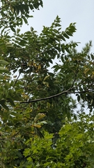 Juglans cinerea, photograph (c) treelogical, some rights reserved (CC BY)