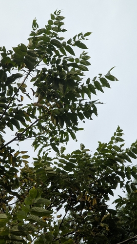 Juglans cinerea, photograph 5