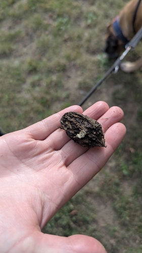 Juglans cinerea, photograph 6