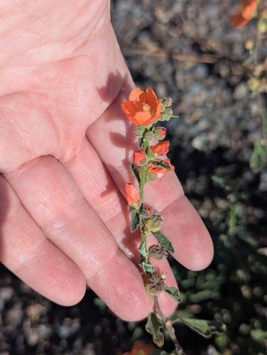 Sphaeralcea fendleri, photograph 5