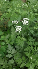 Chaerophyllum temulum