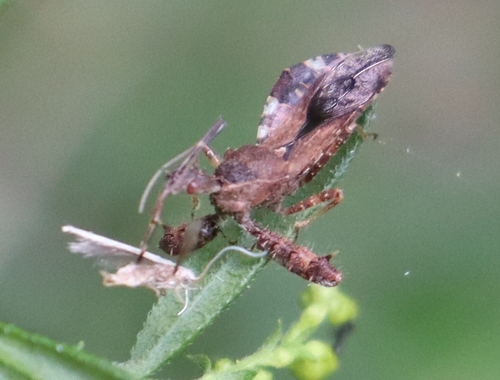 Spiny Assassin Bug