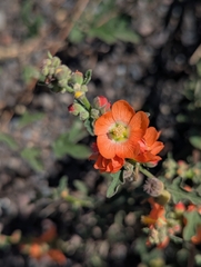 Sphaeralcea fendleri, photograph (c) Rachel Stringham, some rights reserved (CC BY)