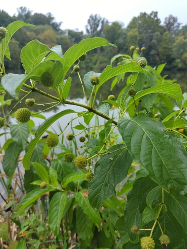 buttonbush