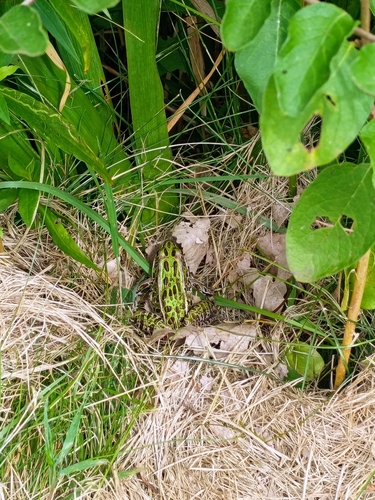 Northern Leopard Frog