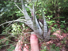 Tillandsia flexuosa