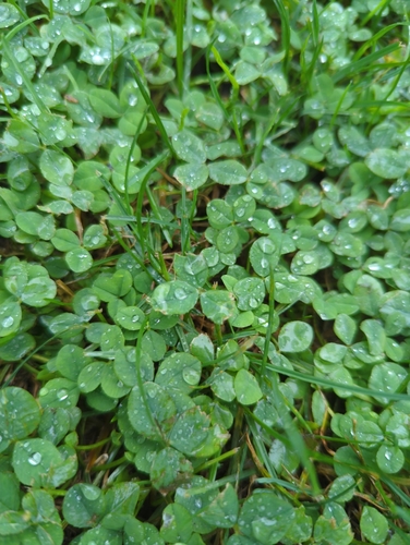 white clover