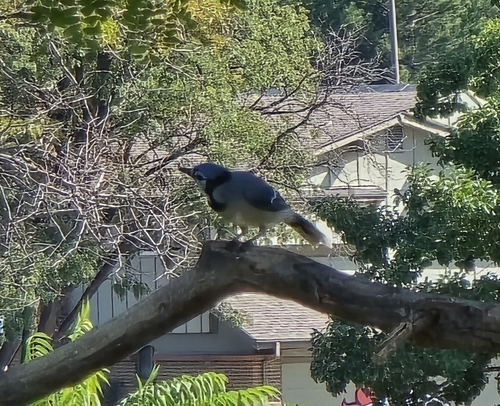 Blue Jay