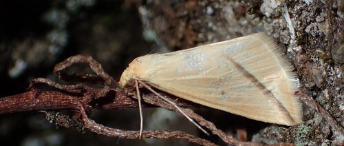Vestal