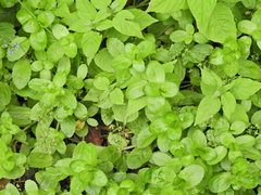 Veronica beccabunga, photograph (c) Susan Marley, some rights reserved (CC BY)