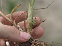 Cyperus odoratus, photograph (c) Kevin Faccenda, some rights reserved (CC BY)