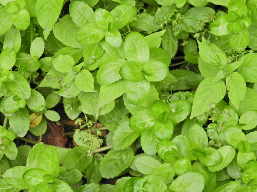 Veronica beccabunga, photograph 3