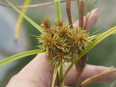 Cyperus odoratus, photograph (c) Kevin Faccenda, some rights reserved (CC BY)