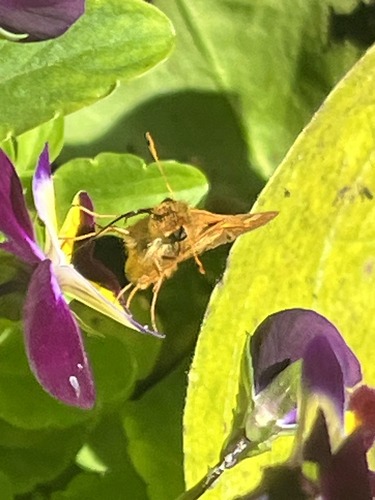 Peck's Skipper