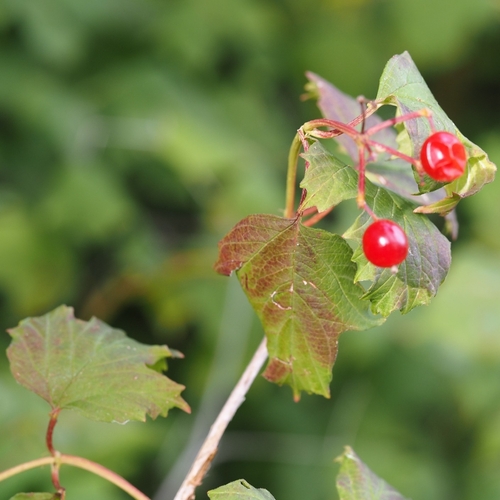 guelder-rose