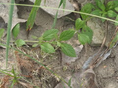 Phyla lanceolata, photograph (c) Kevin Faccenda, some rights reserved (CC BY)