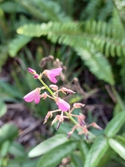 Desmodium incanum, photograph (c) xanderferret, some rights reserved (CC BY)