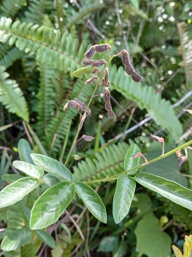 Desmodium incanum, photograph 6