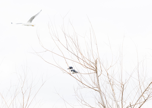 Belted Kingfisher
