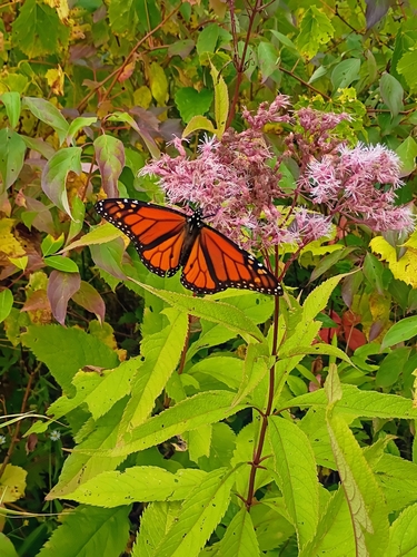 Monarch