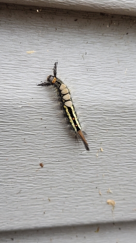 White-marked Tussock Moth