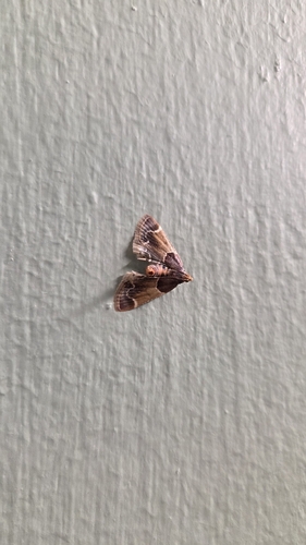 Meal moth