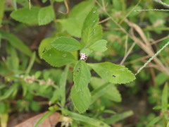 Phyla lanceolata, photograph (c) Kevin Faccenda, some rights reserved (CC BY)