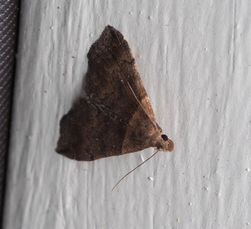 Ambiguous Moth