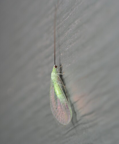 Stripe-horned Green Lacewing